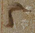 Un hiéroglyphe pour "volaille".